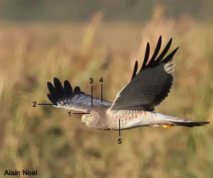 Busard d'Amérique (Circus hudsonius) mâle adulte Busard d'Amérique (Circus hudsonius) mâle adulte
