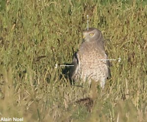Busard d'Amérique (Circus hudsonius) mâle adulte Busard d'Amérique (Circus hudsonius) mâle adulte