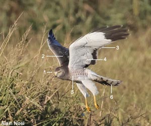 Busard d'Amérique (Circus hudsonius) mâle adulte Busard d'Amérique (Circus hudsonius) mâle adulte