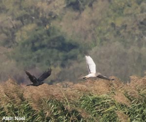 Busard d'Amérique (Circus hudsonius) mâle adulte Busard d'Amérique (Circus hudsonius) mâle adulte