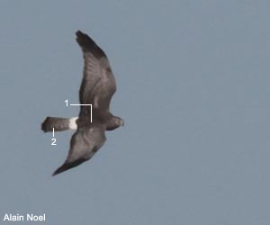 Busard d'Amérique (Circus hudsonius) mâle adulte Busard d'Amérique (Circus hudsonius) mâle adulte