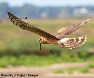 Busard Saint-Martin (Circus cyaneus) juvénile Busard Saint-Martin (Circus cyaneus) juvénile