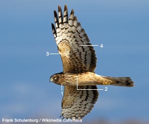 Busard d'Amérique (Circus hudsonius) femelle adulte Busard d'Amérique (Circus hudsonius) femelle adulte