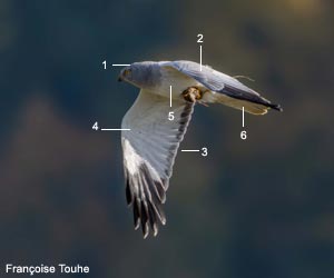 Busard Saint-Martin (Circus cyaneus) mâle adulte Busard Saint-Martin (Circus cyaneus) mâle adulte