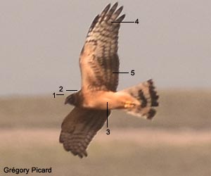 Probable Busard d'Amérique (Circus hudsonius) juvénile Probable Busard d'Amérique (Circus hudsonius) juvénile