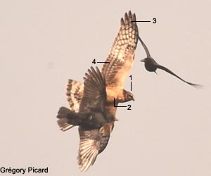 Probable Busard d'Amérique (Circus hudsonius) juvénile Probable Busard d'Amérique (Circus hudsonius) juvénile