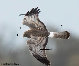 Busard d'Amérique (Circus hudsonius) mâle adulte Busard d'Amérique (Circus hudsonius) mâle adulte