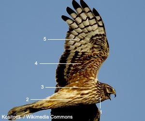 Busard Saint-Martin (Circus cyaneus) femelle adulte Busard Saint-Martin (Circus cyaneus) femelle adulte