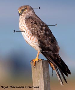 Busard d'Amérique (Circus hudsonius) mâle subadulte Busard d'Amérique (Circus hudsonius) mâle subadulte