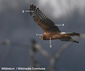 Busard d'Amérique (Circus hudsonius) juvénile Busard d'Amérique (Circus hudsonius) juvénile