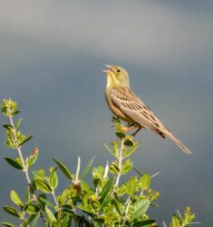 Colloque Francophone d’Ornithologie 2025