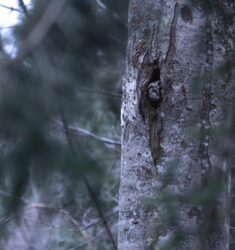 7ème festival de photo nature des Franches-Montagnes