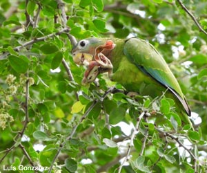 Amazone sasabé (Amazona collaria)