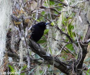 Carouge de Jamaïque (Nesopsar nigerrimus)