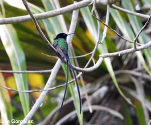 Colibri à bec noir (Trochilus scitulus)