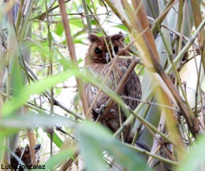 Hibou de Jamaïque (Asio grammicus)