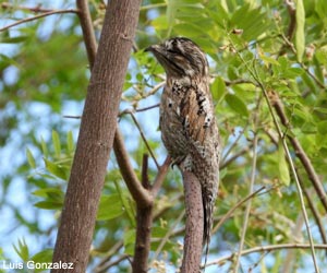 Ibijau jamaïcain (Nyctibius jamaicensis)