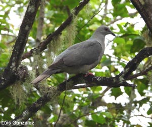 Pigeon de Jamaïque (Patagioenas caribaea)