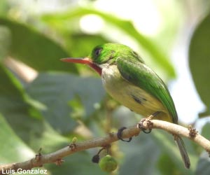 Todier de Jamaïque (Todus todus)