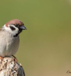 Chantier de plantation d&rsquo;une haie pour aider la dernière colonie de Moineaux friquets de Seine-Saint-Denis