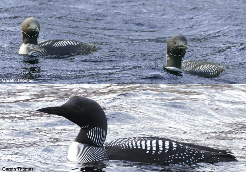 Plusieurs cas d’hybridation entre les Plongeons arctique et imbrin en Écosse (Grande-Bretagne) entre 2023 et 2025