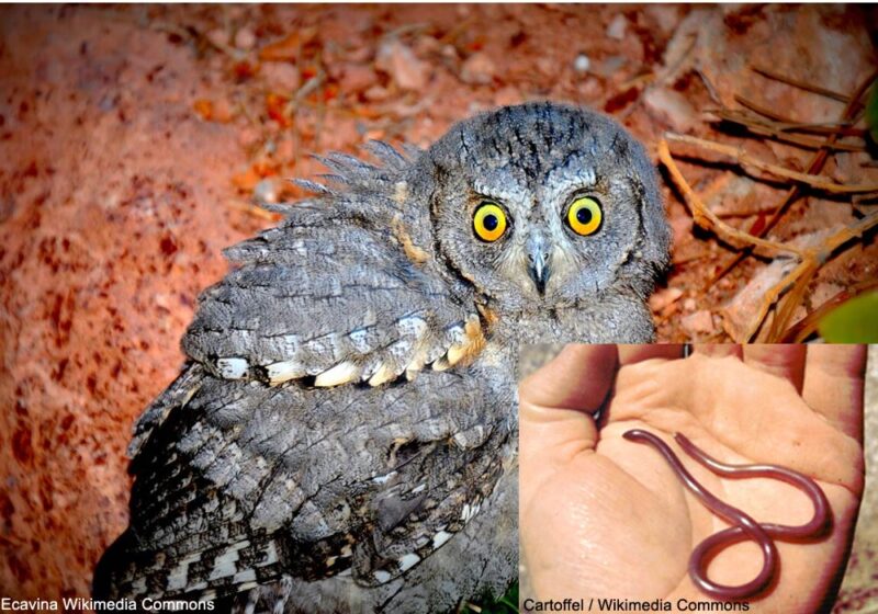 En Turquie, des Petits-ducs scops déposeraient des petits serpents dans leurs nichoirs pour lutter contre les insectes parasites