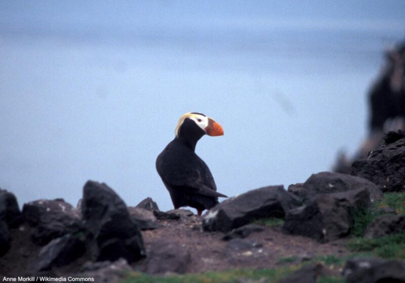 Un Macareux huppé a visité en juillet 2025 la colonie de Macareux moines du Grand Colombier, dans l’archipel français de Saint-Pierre-et-Miquelon