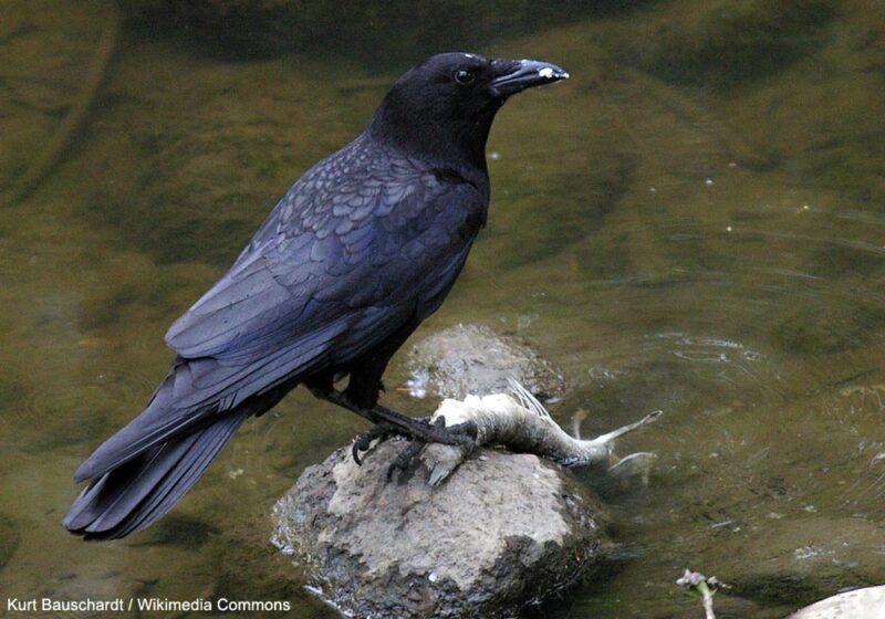 Des Corneilles d’Amérique plongent des aliments dans l’eau pour se débarrasser des Fourmis de feu