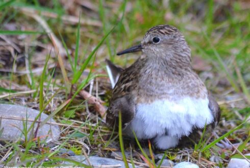 Le Bécasseau de Temminck a tenté de nicher en Grande-Bretagne en 2023, soit près de 30 ans après le dernier cas de nidification