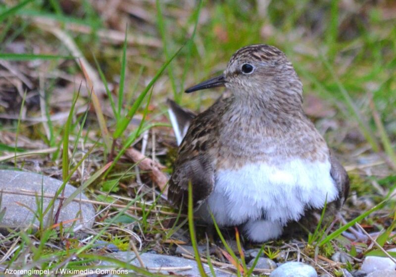 Le Bécasseau de Temminck a tenté de nicher en Grande-Bretagne en 2023, soit près de 30 ans après le dernier cas de nidification