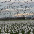 Comment limiter l’explosion de la population nord-américaine d’Oies des neiges pour réduire ses conséquences écologiques sur la toundra ?