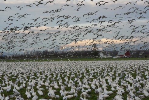 Comment limiter l'explosion de la population américaine de la Petite Oie des neiges pour réduire ses conséquences écologiques sur la toundra ?