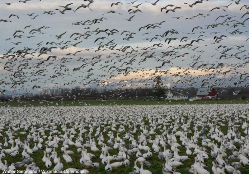 Comment limiter l’explosion de la population nord-américaine d’Oies des neiges pour réduire ses conséquences écologiques sur la toundra ?