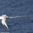 Découverte de la probable nidification du Phaéton à bec rouge dans le golfe de Guinée