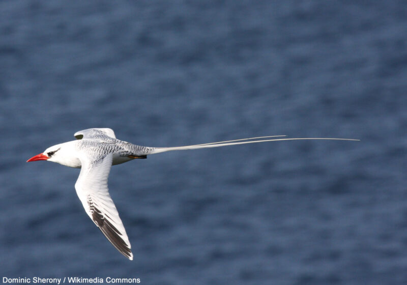Découverte de la probable nidification du Phaéton à bec rouge dans le golfe de Guinée