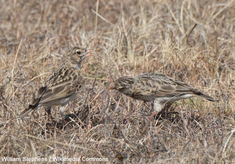 Alouettes de Botha (Spizocorys fringillaris)
