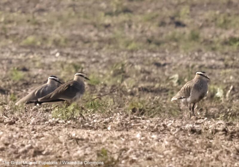 Plus de 5 000 Vanneaux sociables devraient être comptés en 2025 lors de leur halte postnuptiale près du réservoir de Talimarzhan (Turkménistan)