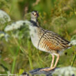 La LPO Auvergne-Rhône-Alpes nous en dit plus sur le nombre record de Râles des genêts chanteurs comptés en 2025 sur les plateaux de la Haute-Loire et de l’Ardèche