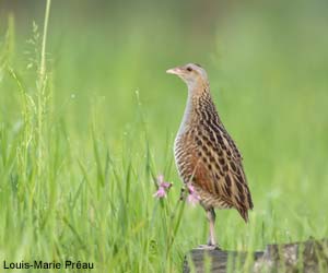 Râle des genêts (Crex crex)