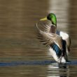 Canard colvert