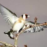 Chardonneret élégant