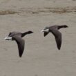 Bernaches cravants en vol