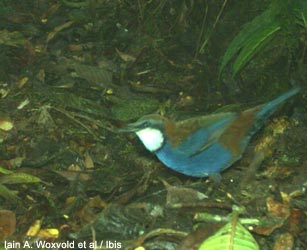 Ptilorrhoa à dos roux (Ptilorrhoa castanonota saturata)