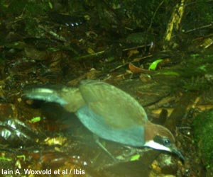 Ptilorrhoa à capuchon (Ptilorrhoa urrissia) au plumage de type femelle