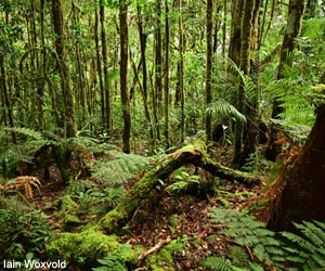 Habitat du Ptilorrhoa à capuchon (Ptilorrhoa urrissia)