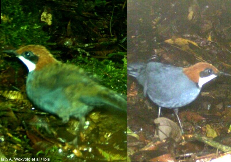 Description d’une nouvelle espèce d’oiseau dans une forêt montagnarde de Nouvelle-Guinée, le Ptilorrhoa à capuchon