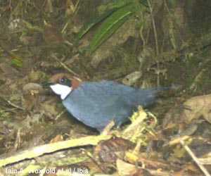Ptilorrhoa à capuchon (Ptilorrhoa urrissia) mâle