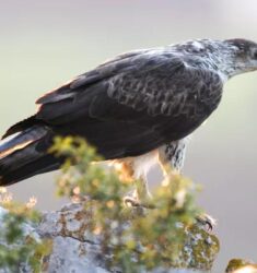Exposition « Aigle de Bonelli, le prince des garrigues »