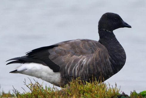 Sortie ornithologique guidée dans la réserve naturelle nationale de Lilleau des Niges (Charente-Maritime) le 23 décembre 2025