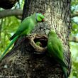 Conférence sur les Perruches à collier franciliennes : origine et biologie